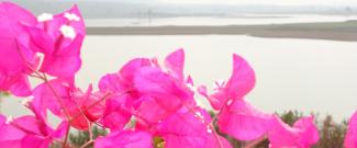 SALC Flowers